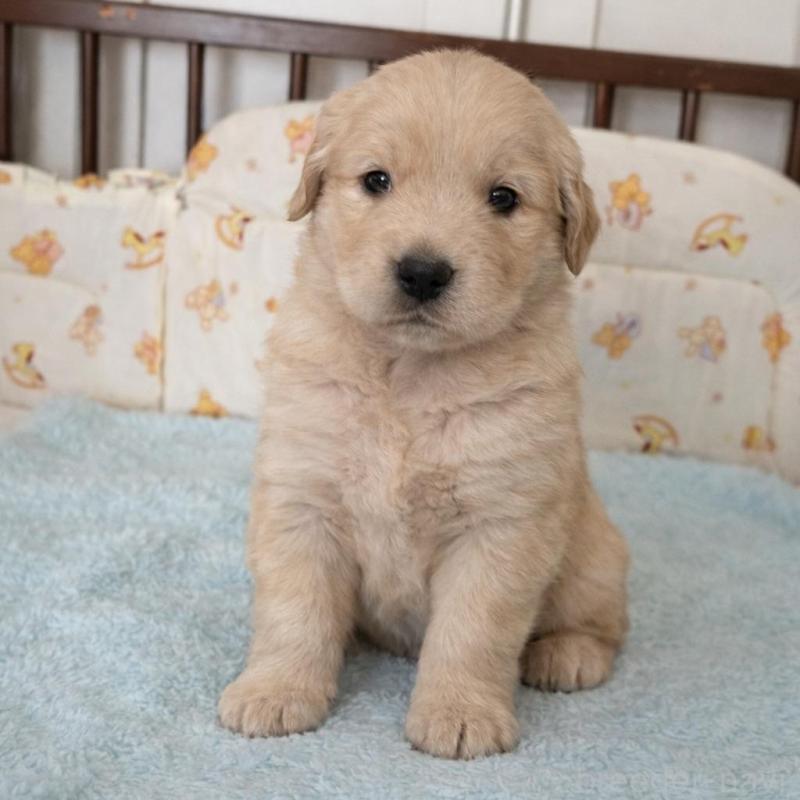 販売中の福岡県のゴールデンレトリーバー-439596