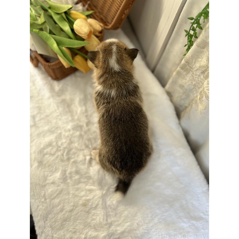 販売中の愛媛県のウェルシュコーギーペンブローク-442760の6枚目