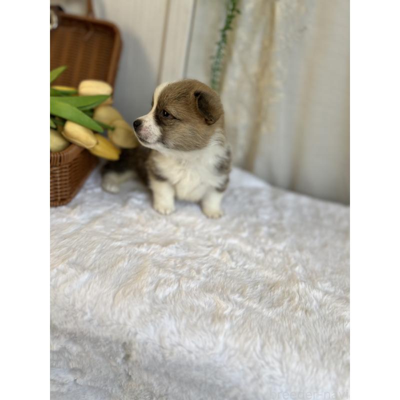 販売中の愛媛県のウェルシュコーギーペンブローク-442760の5枚目