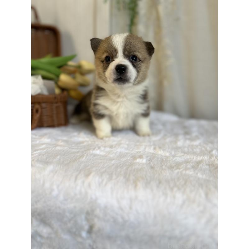 販売中の愛媛県のウェルシュコーギーペンブローク-442760の4枚目