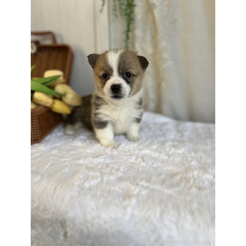 販売中の愛媛県のウェルシュコーギーペンブローク-442760の2枚目