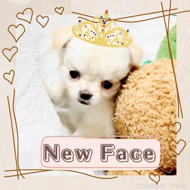 販売中の大阪府のチワワ(ロングコート)-442761の15枚目