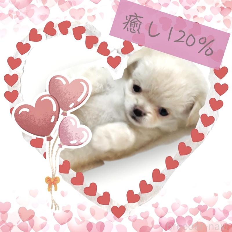 販売中の大阪府のチワワ(ロングコート)-442761の14枚目