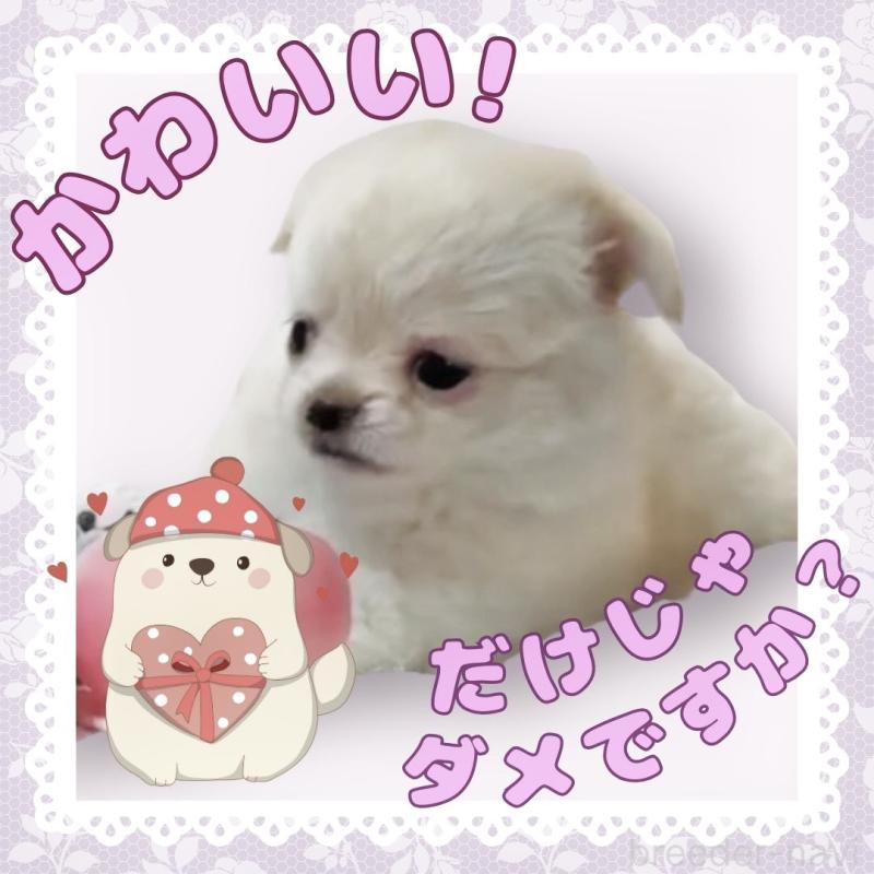 販売中の大阪府のチワワ(ロングコート)-442761の13枚目