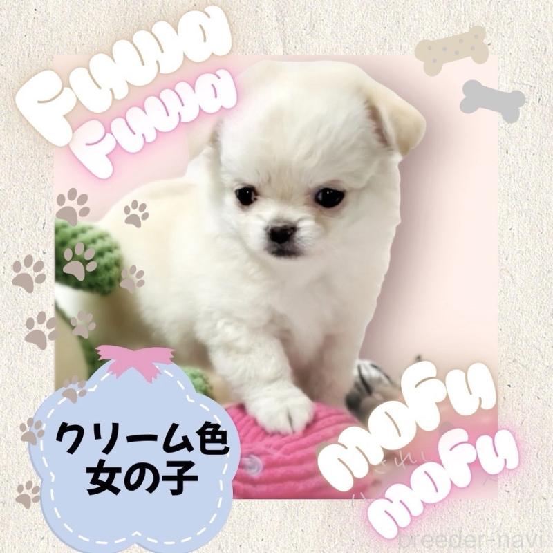 販売中の大阪府のチワワ(ロングコート)-442761の12枚目