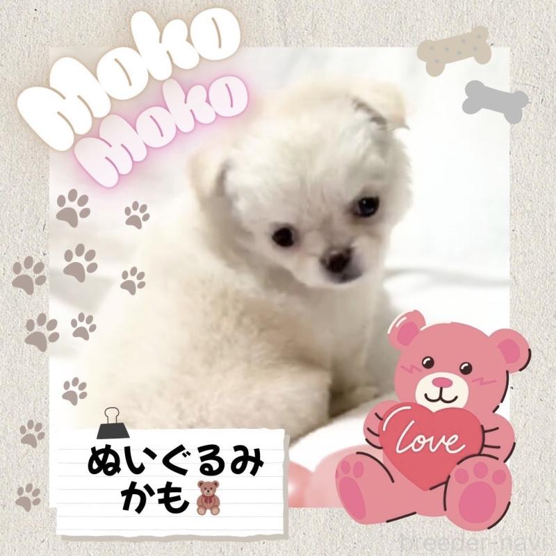 販売中の大阪府のチワワ(ロングコート)-442761の11枚目