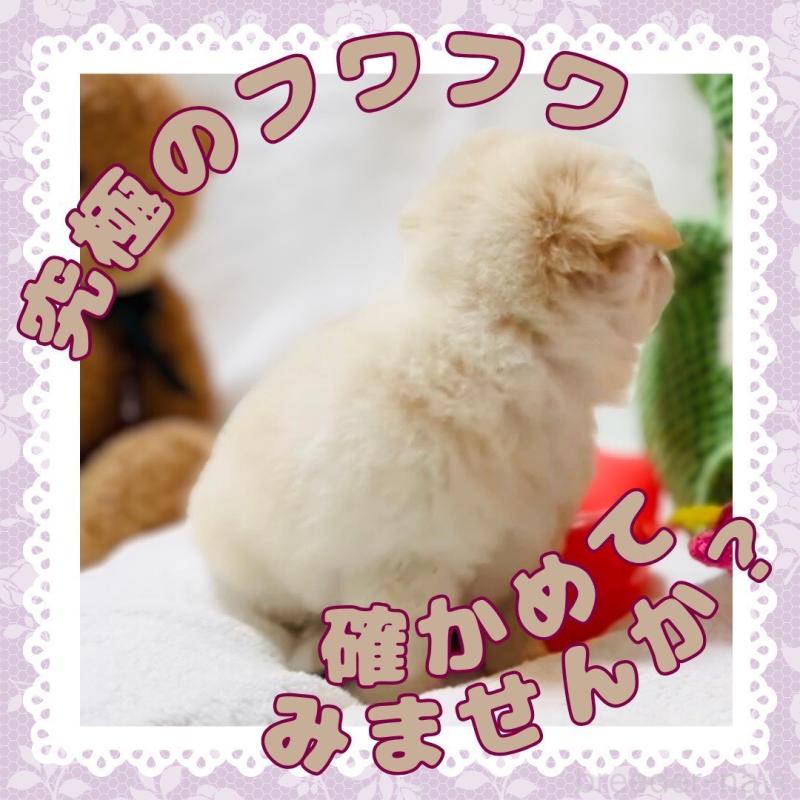 販売中の大阪府のチワワ(ロングコート)-442761の10枚目