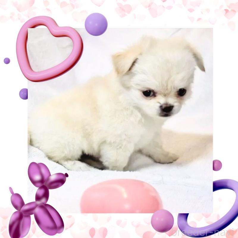 販売中の大阪府のチワワ(ロングコート)-442761の9枚目