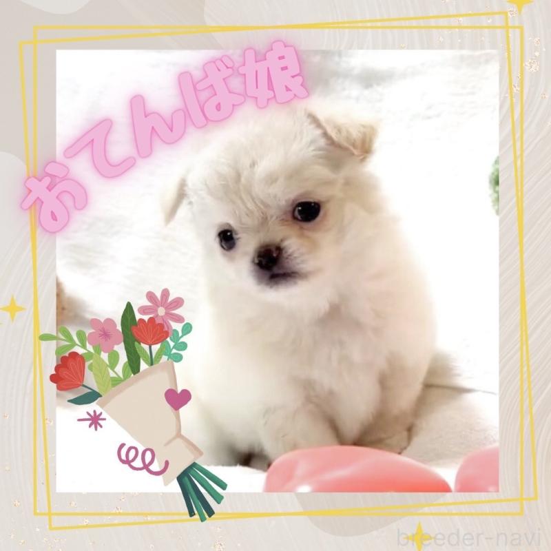 販売中の大阪府のチワワ(ロングコート)-442761