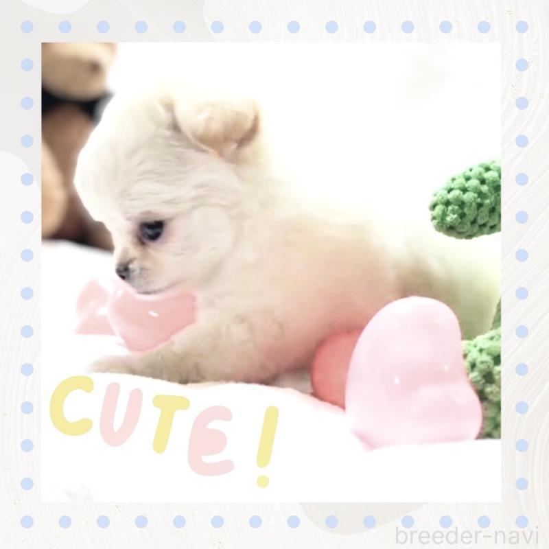 販売中の大阪府のチワワ(ロングコート)-442761の6枚目