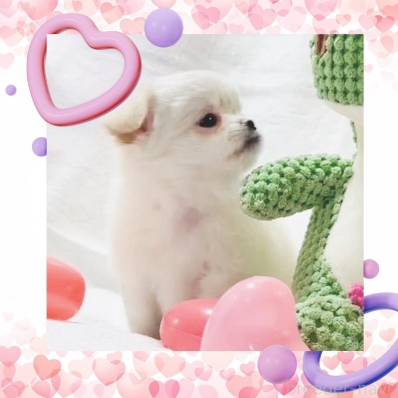 販売中の大阪府のチワワ(ロングコート)-442761の7枚目