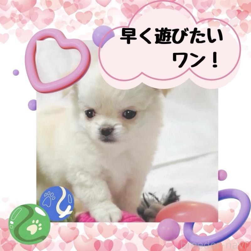 販売中の大阪府のチワワ(ロングコート)-442761の5枚目