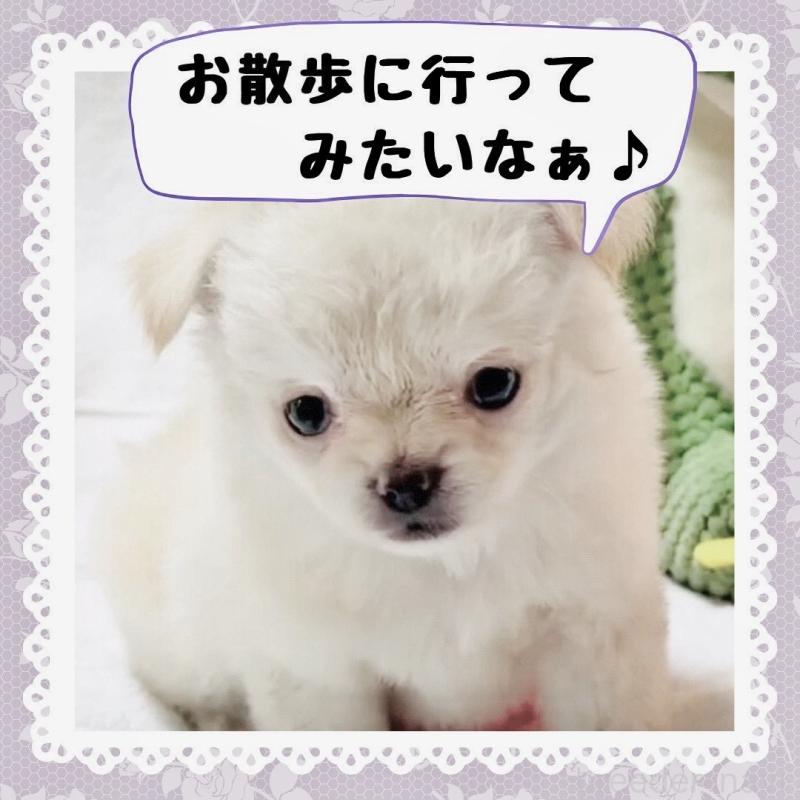 販売中の大阪府のチワワ(ロングコート)-442761の4枚目