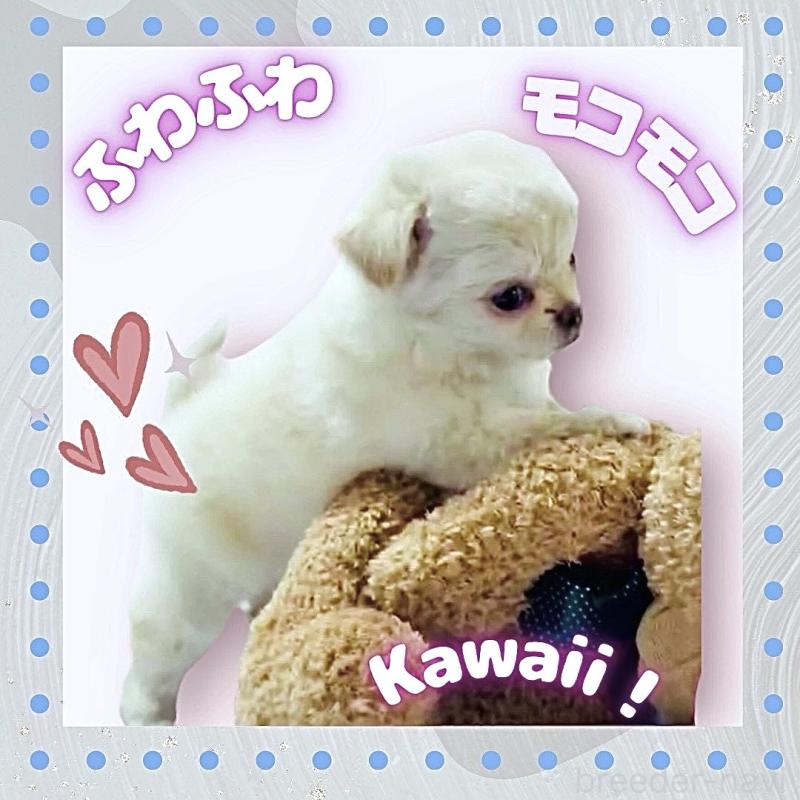 販売中の大阪府のチワワ(ロングコート)-442761の2枚目