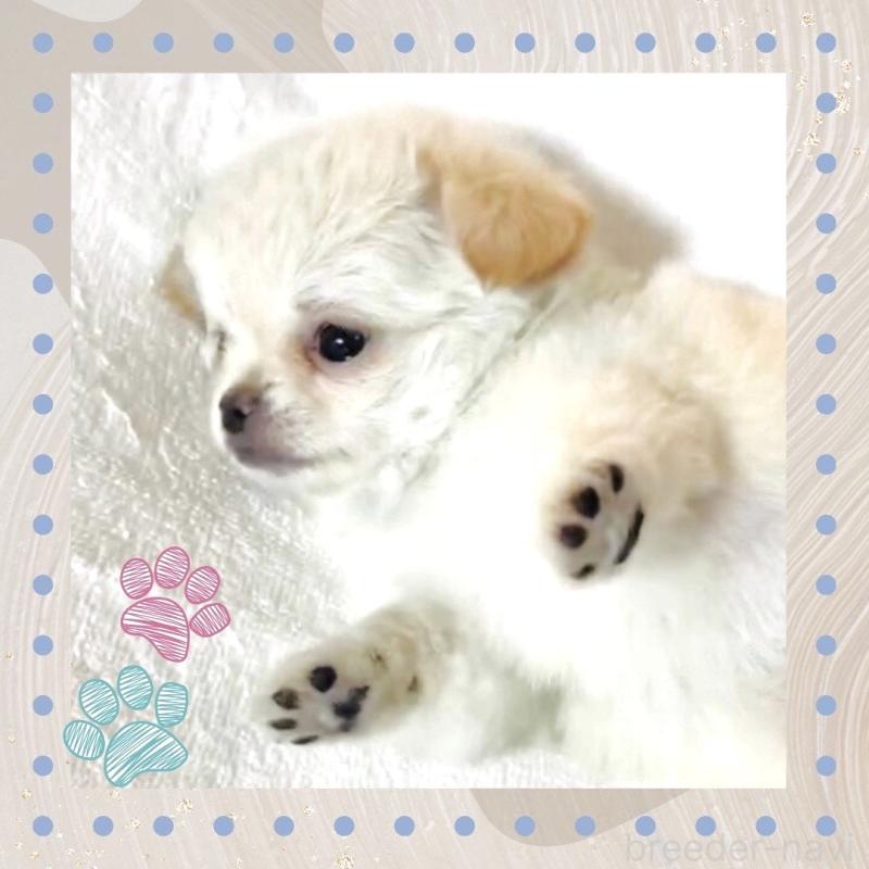 販売中の大阪府のチワワ(ロングコート)-442761の3枚目