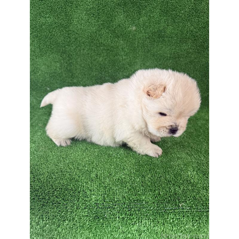 販売中の岐阜県のチャウチャウ-442765の9枚目