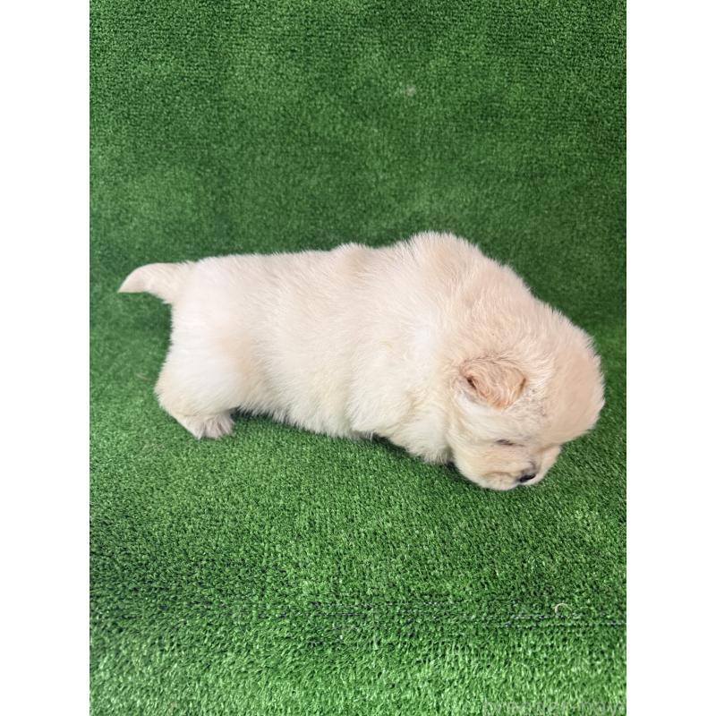 販売中の岐阜県のチャウチャウ-442765の8枚目