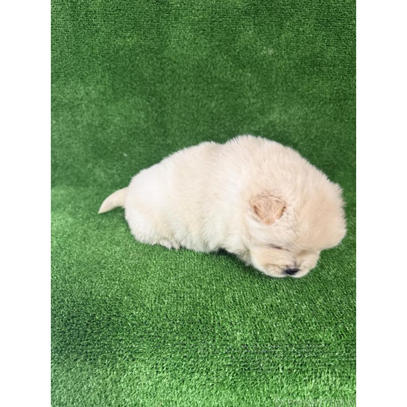 販売中の岐阜県のチャウチャウ-442765の7枚目