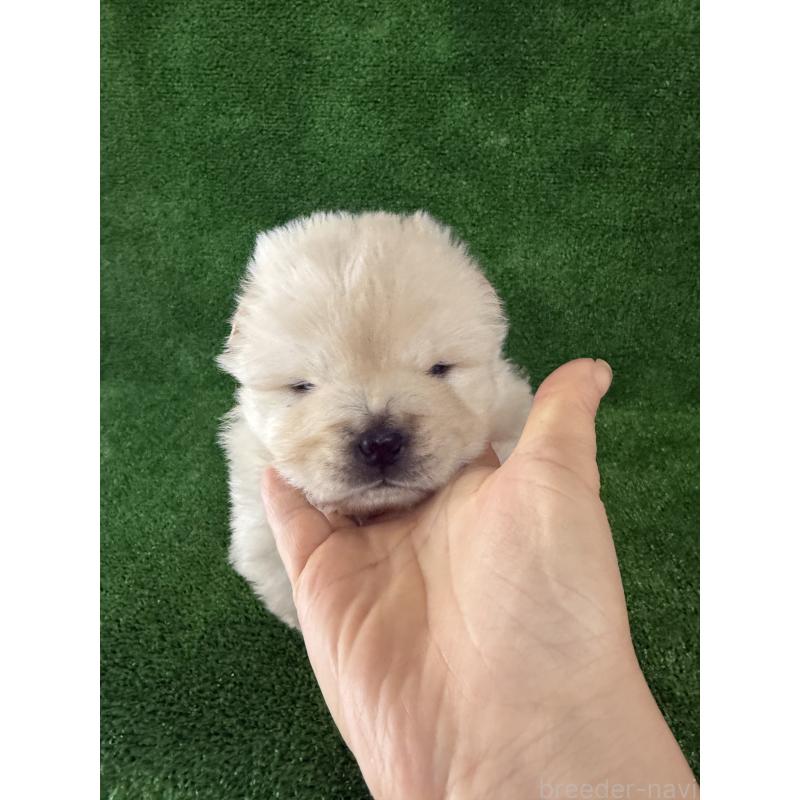 販売中の岐阜県のチャウチャウ-442765の6枚目