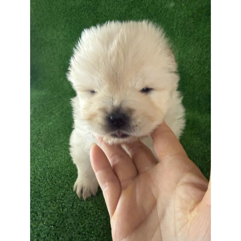 販売中の岐阜県のチャウチャウ-442765の5枚目