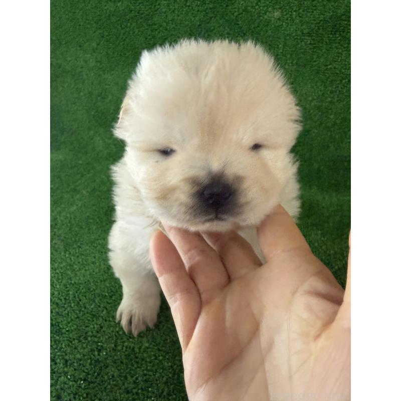 販売中の岐阜県のチャウチャウ-442765の4枚目