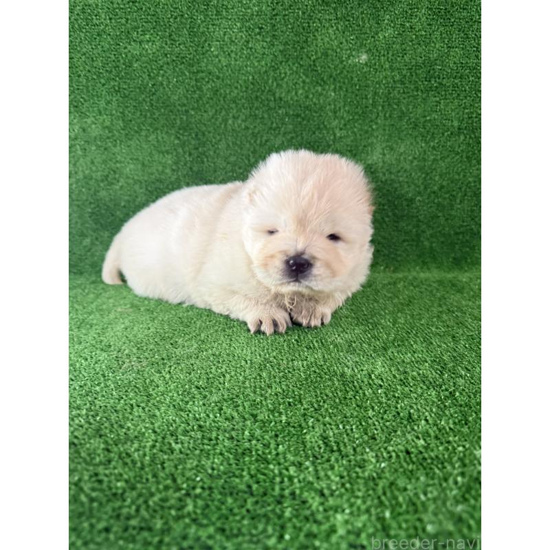 販売中の岐阜県のチャウチャウ-442765の3枚目