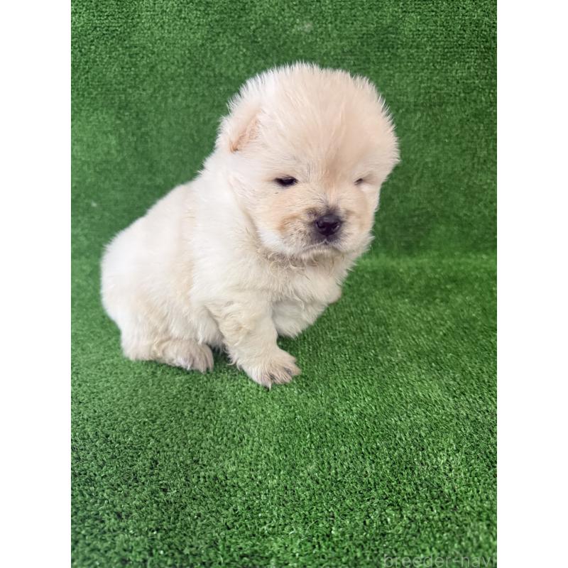 販売中の岐阜県のチャウチャウ-442765の2枚目