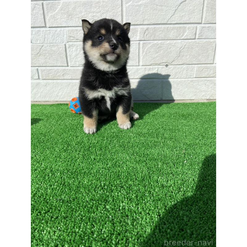 販売中の岡山県の豆柴-442762の3枚目