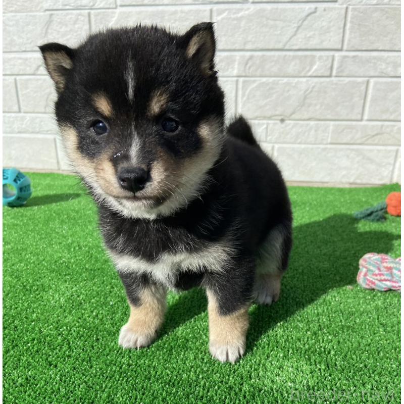 販売中の岡山県の豆柴-442762の2枚目