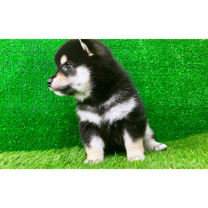 販売中の広島県の豆柴-442766の6枚目