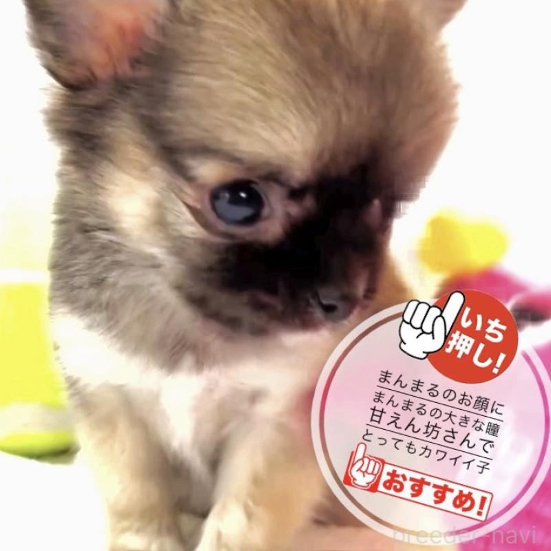 販売中の大阪府のチワワ(ロングコート)-442764の13枚目