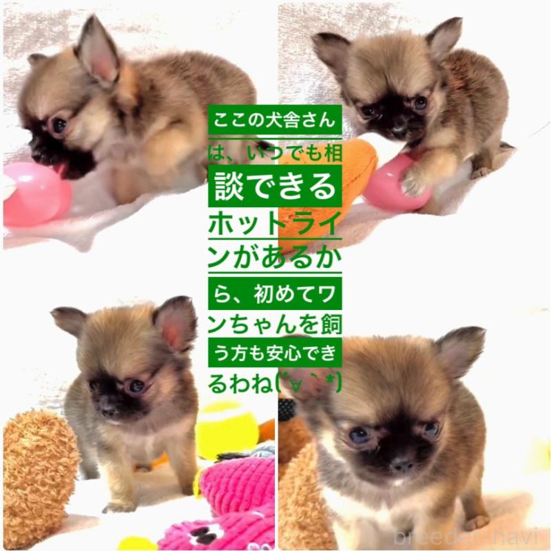 販売中の大阪府のチワワ(ロングコート)-442764の11枚目