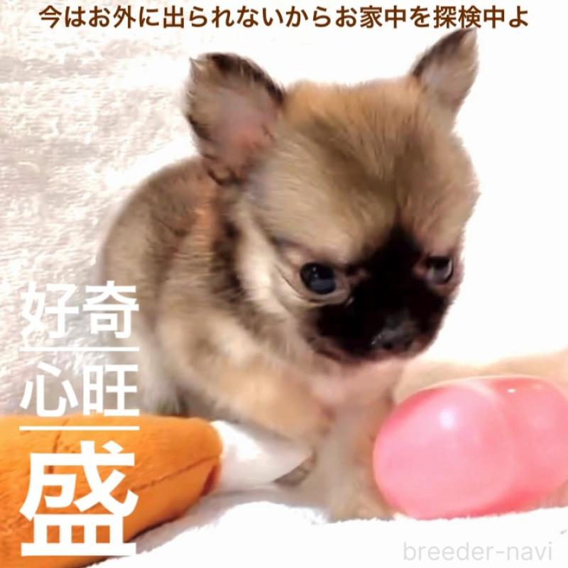 販売中の大阪府のチワワ(ロングコート)-442764の12枚目