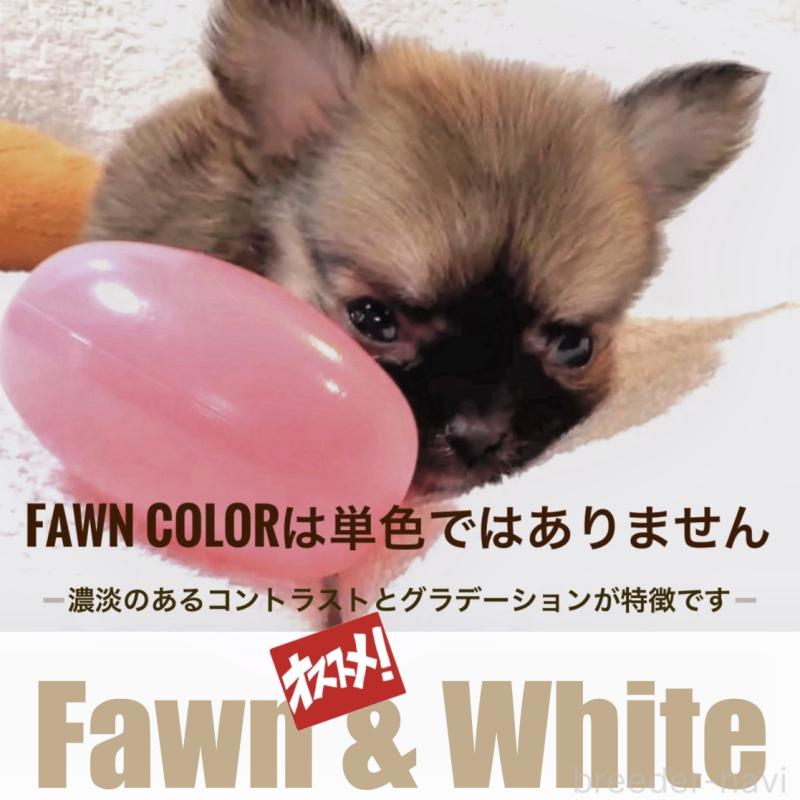 販売中の大阪府のチワワ(ロングコート)-442764の9枚目