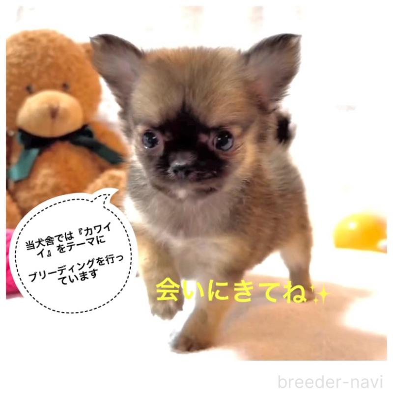 販売中の大阪府のチワワ(ロングコート)-442764の8枚目