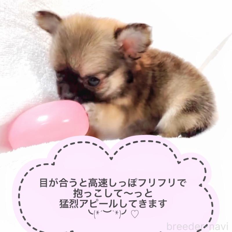 販売中の大阪府のチワワ(ロングコート)-442764の6枚目