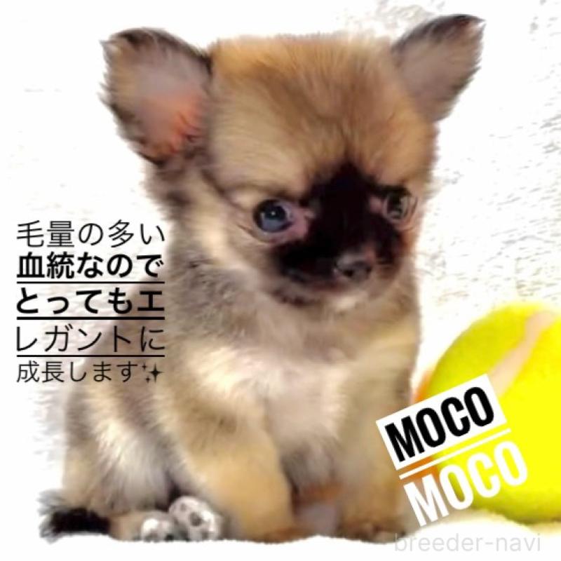 販売中の大阪府のチワワ(ロングコート)-442764の7枚目