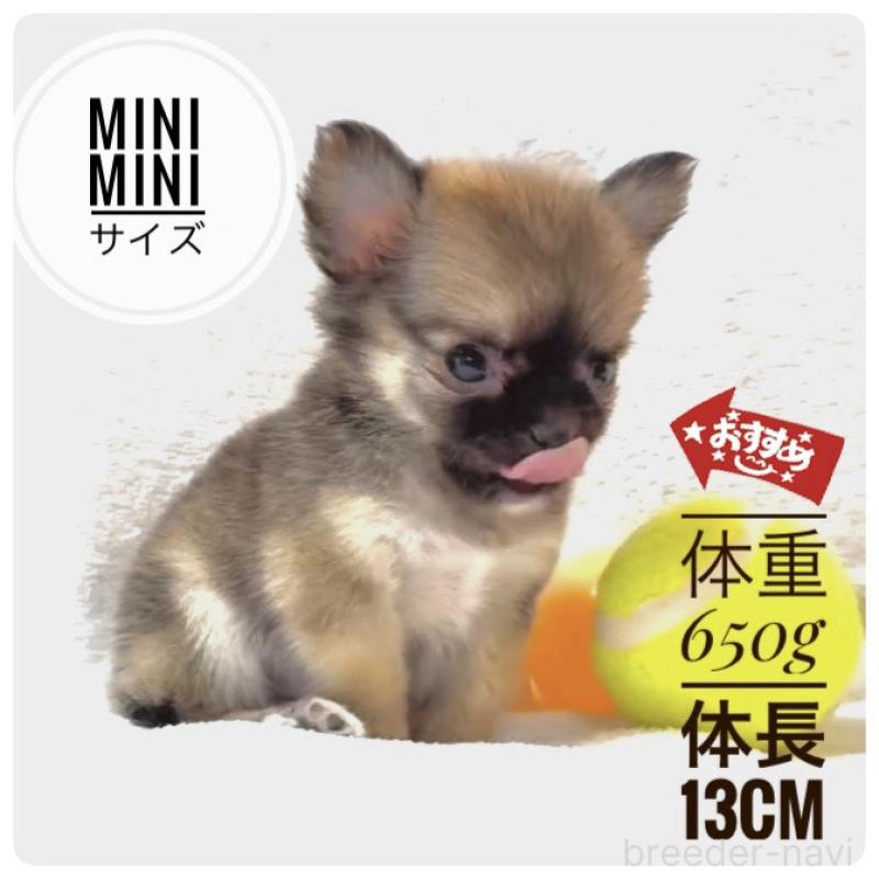 販売中の大阪府のチワワ(ロングコート)-442764の5枚目