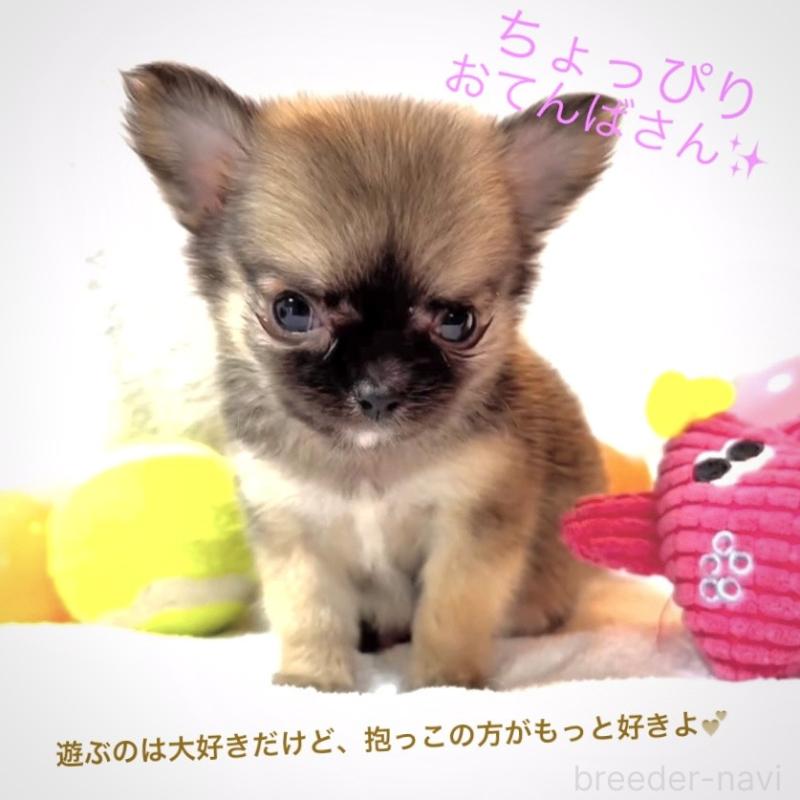 販売中の大阪府のチワワ(ロングコート)-442764の4枚目