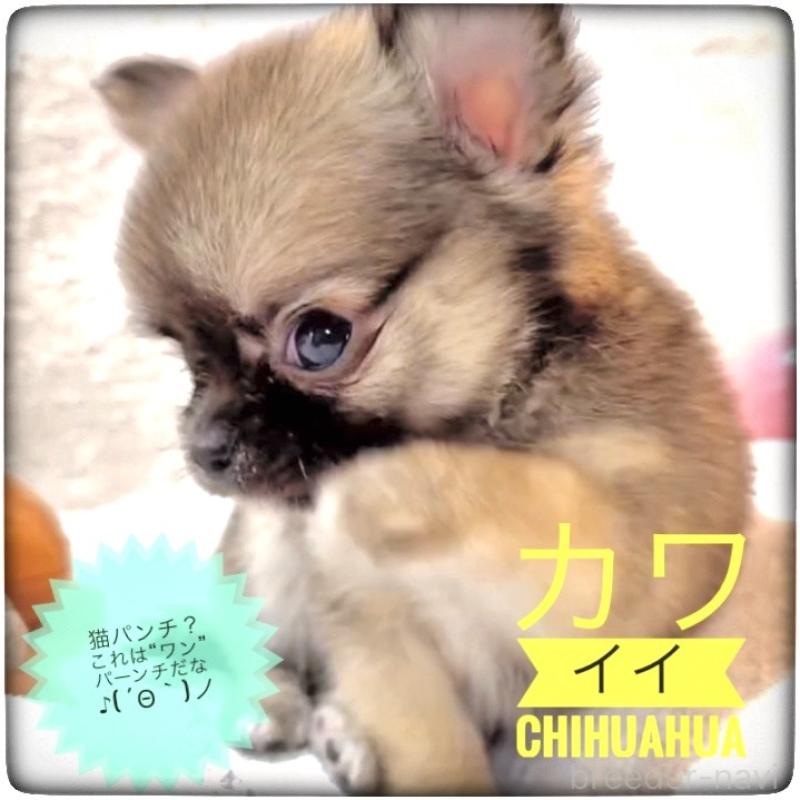 販売中の大阪府のチワワ(ロングコート)-442764の3枚目