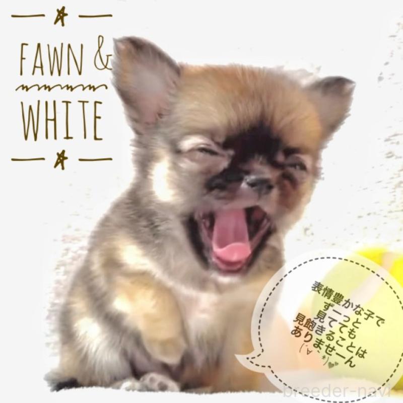 販売中の大阪府のチワワ(ロングコート)-442764の1枚目