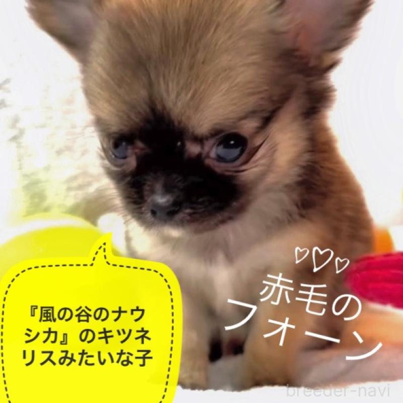 販売中の大阪府のチワワ(ロングコート)-442764の2枚目