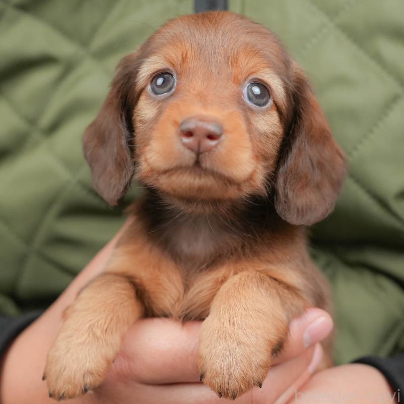 販売中の栃木県のミニチュアダックスフンド(ロングヘアード)-442768