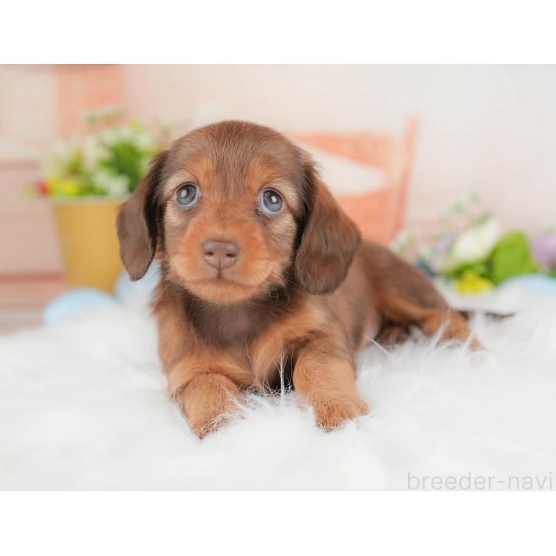 販売中の栃木県のミニチュアダックスフンド(ロングヘアード)-442768の6枚目