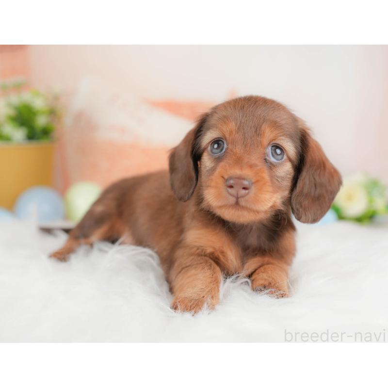 販売中の栃木県のミニチュアダックスフンド(ロングヘアード)-442768の3枚目