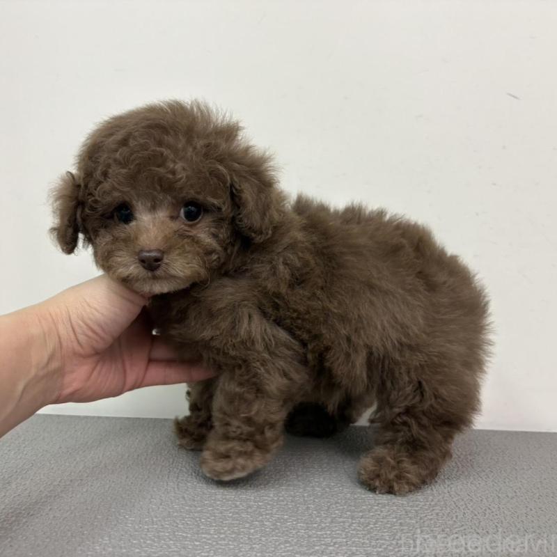 販売中の広島県のタイニープードル-442767の5枚目