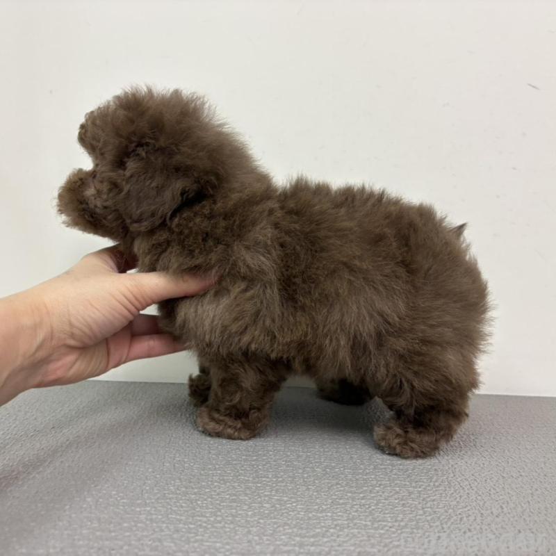 販売中の広島県のタイニープードル-442767の4枚目