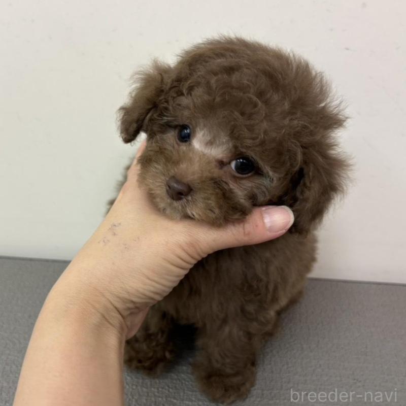 販売中の広島県のタイニープードル-442767の2枚目