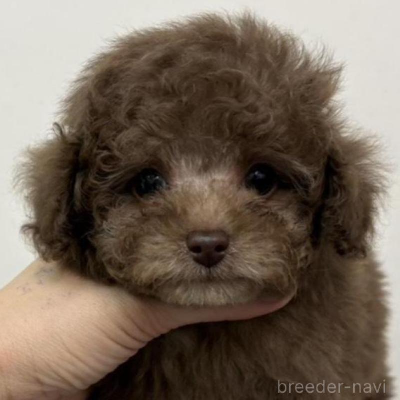販売中の広島県のタイニープードル-442767