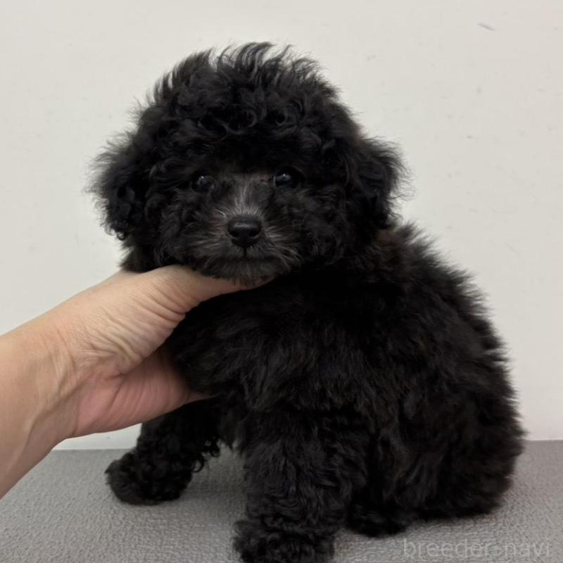 販売中の広島県のタイニープードル-442769の8枚目